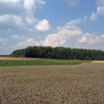 "Natur an der B465 zwischen Altsteußlingen und Münsingen 12"