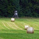 "Natur an der B465 zwischen Altsteußlingen und Münsingen 13"