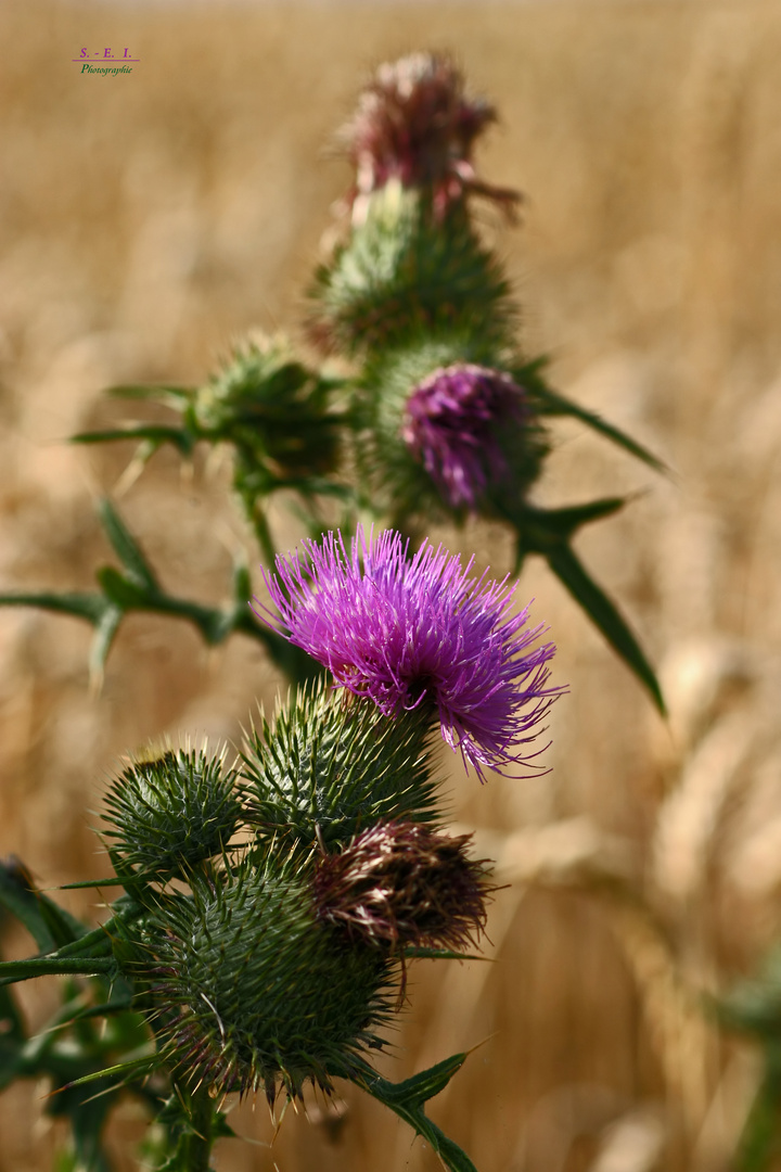 "Natur an der B465 zwischen Altsteußlingen und Münsingen 17"