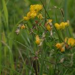 "Natur an der B465 zwischen Altsteußlingen und Münsingen 22"