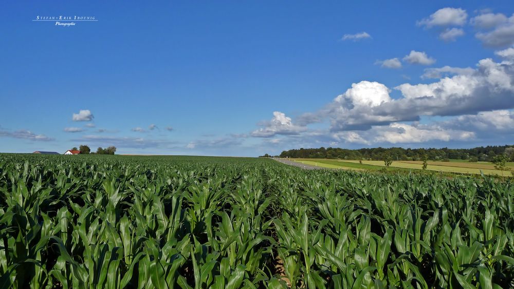 "Natur an der B465 zwischen Altsteußlingen und Münsingen 29"