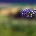 "Natur an der B465 zwischen Altsteußlingen und Münsingen 36"