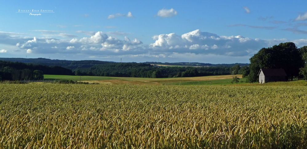 "Natur an der B465 zwischen Altsteußlingen und Münsingen 38"