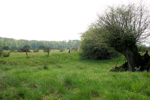 Natur an der Lippe