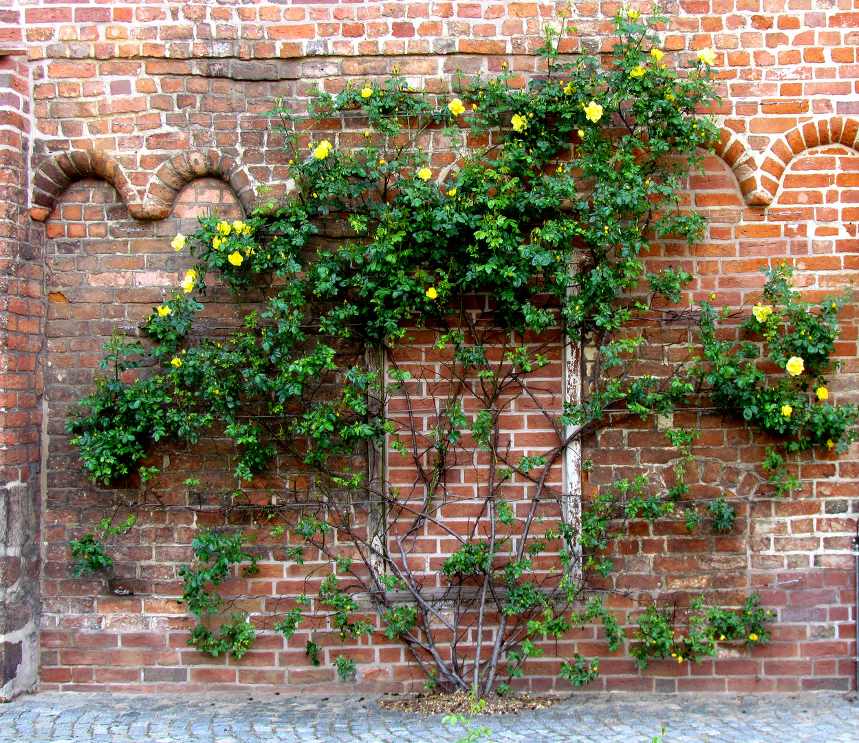 Natur an der Mauer des Franziskanerklosters in Salzwedel.