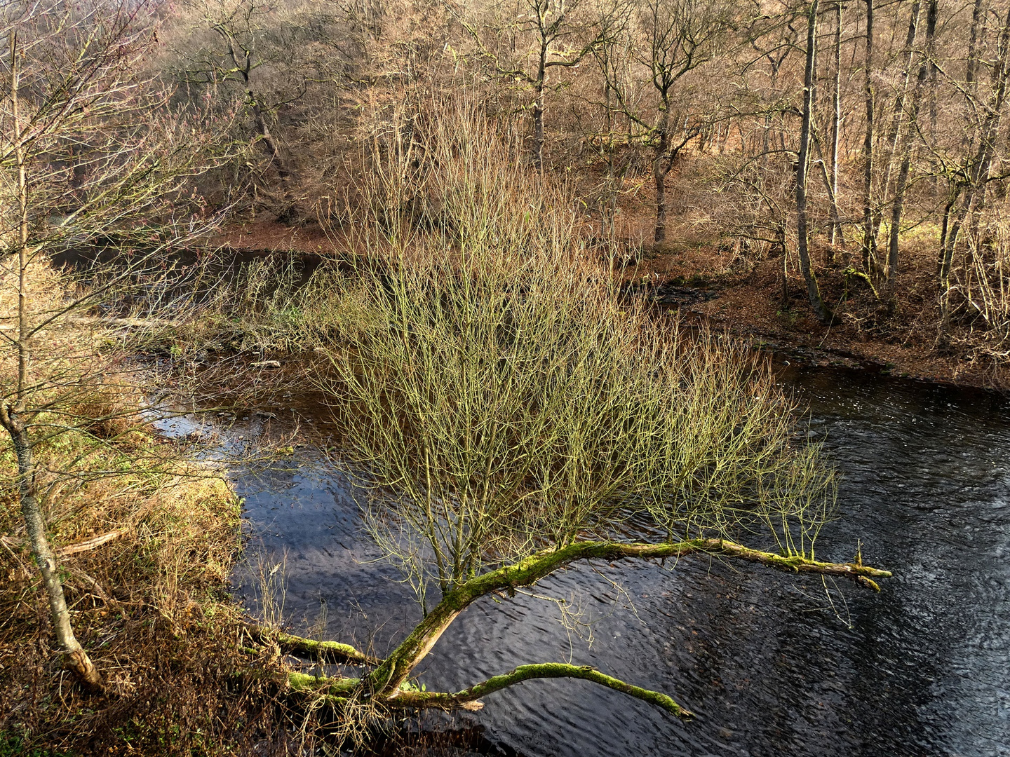 Natur an der Wupper - 21.11.2018 