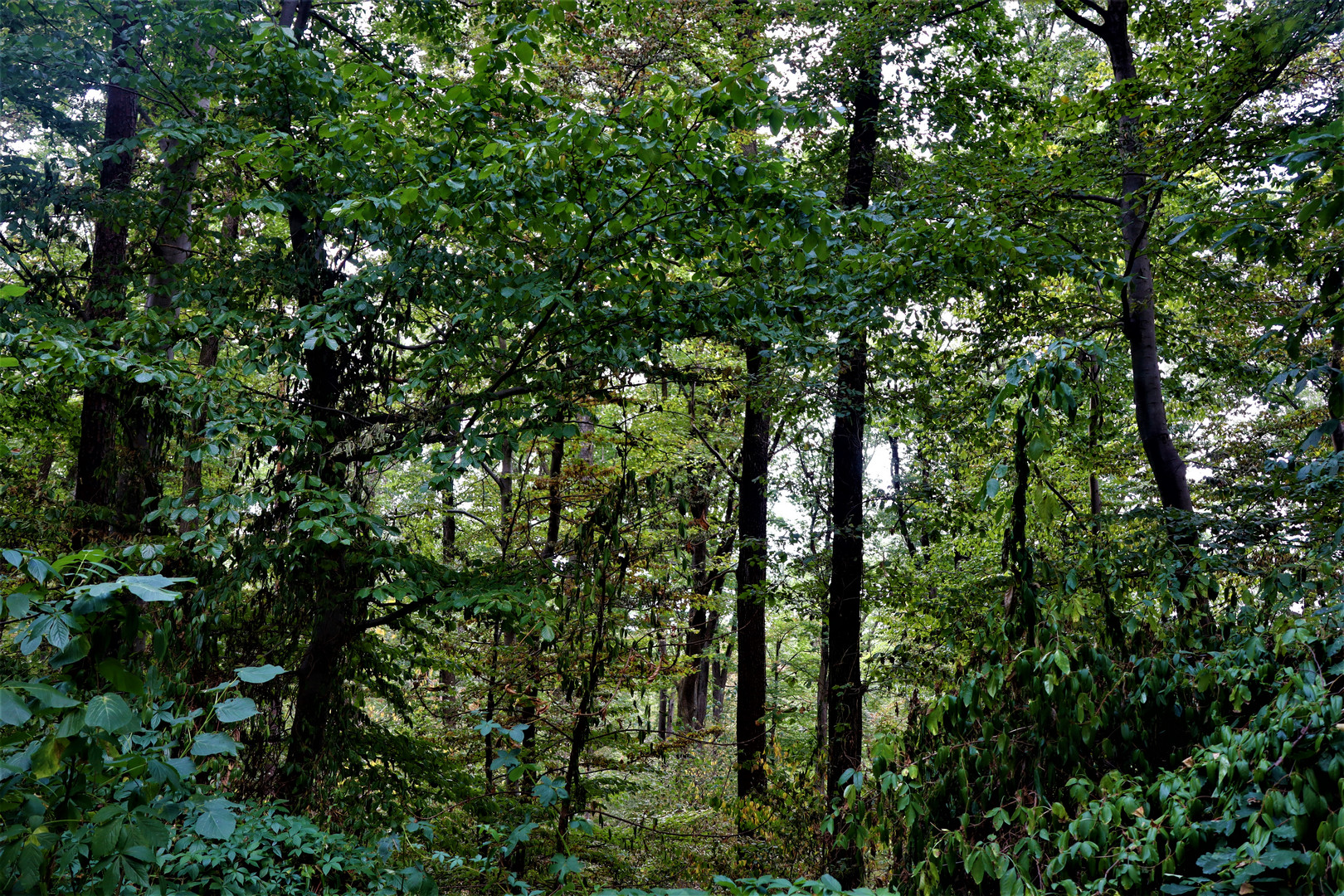 Natur Ansichten aus dem Wald