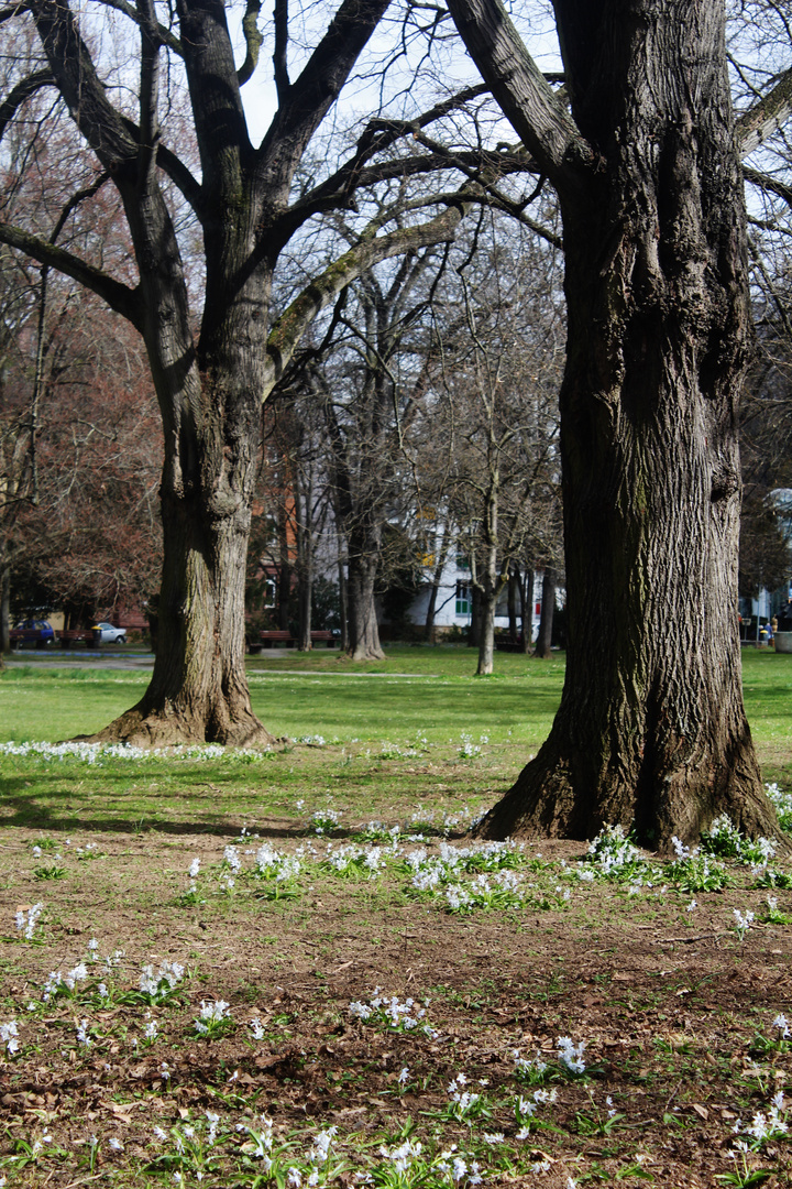 Natur Ansichten im Frühling