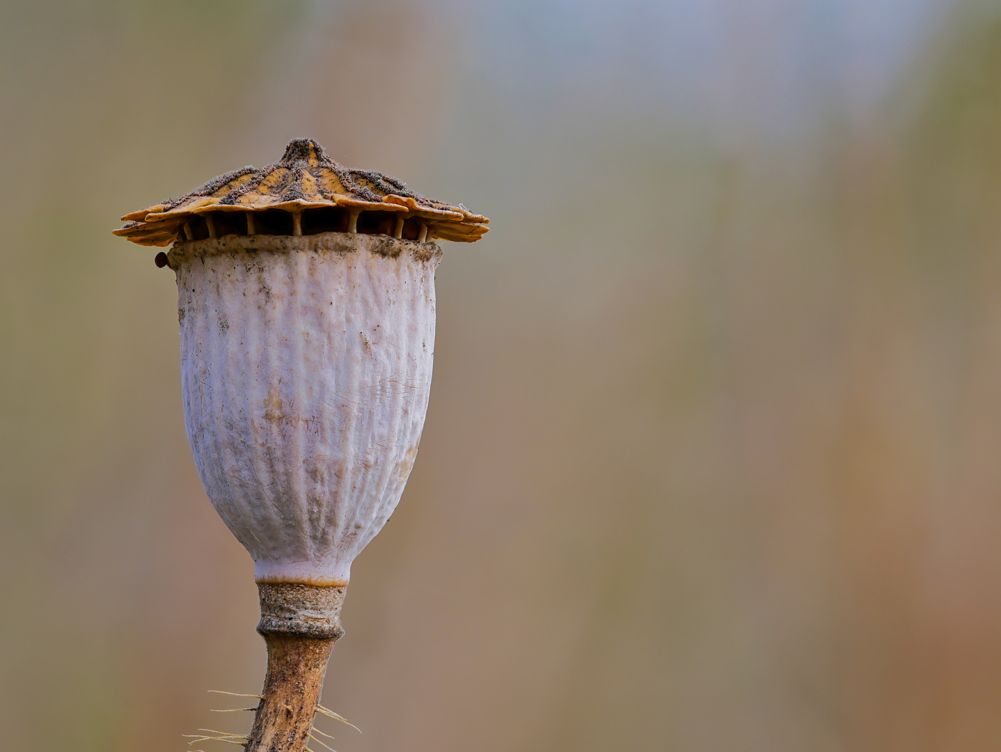 Natur-Architektur