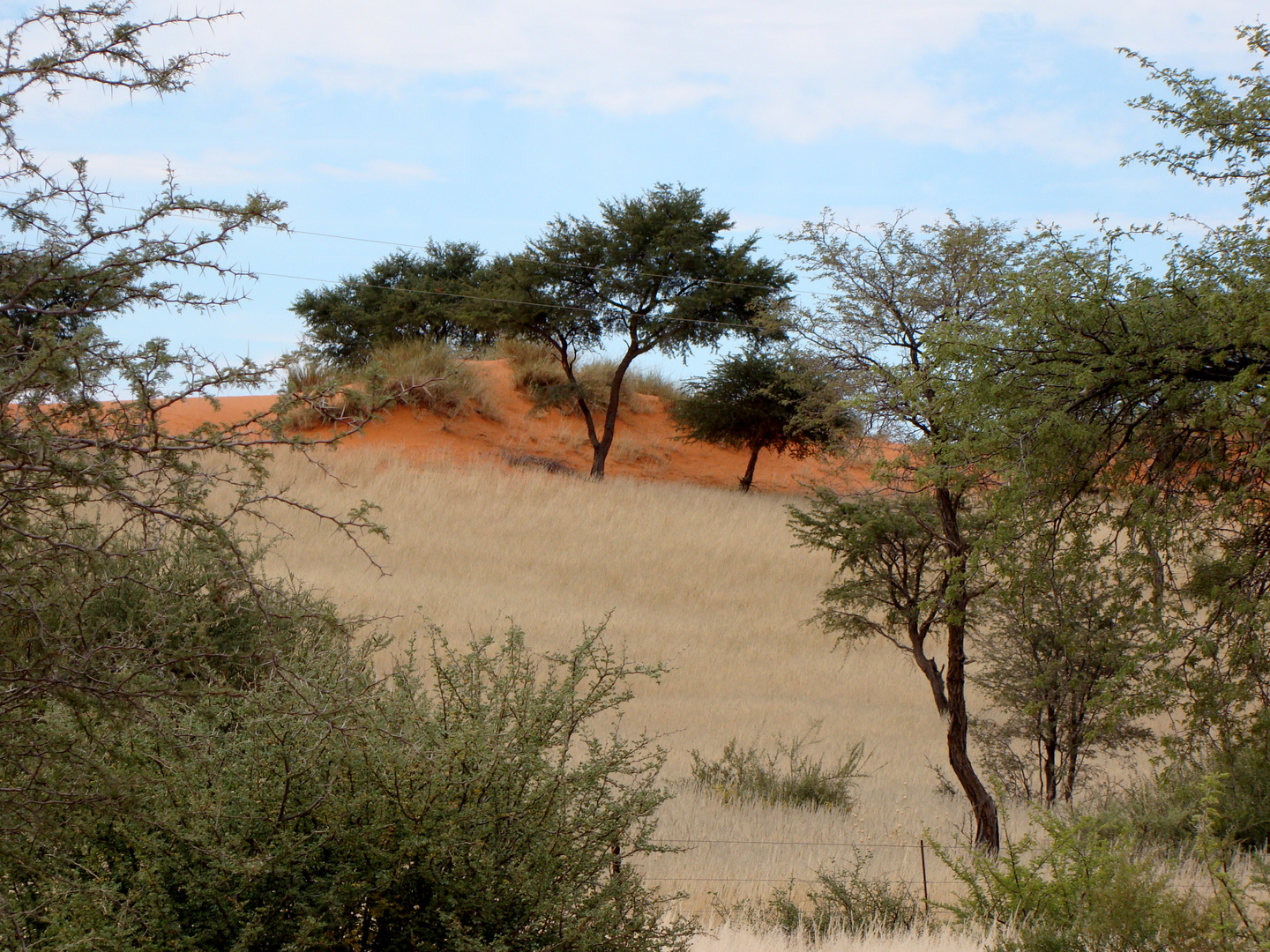 Natur-Architektur--...von allem etwas-rote Erde.Gras.Baum und natürlich ""Zaun"".