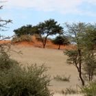 Natur-Architektur--...von allem etwas-rote Erde.Gras.Baum und natürlich ""Zaun"".