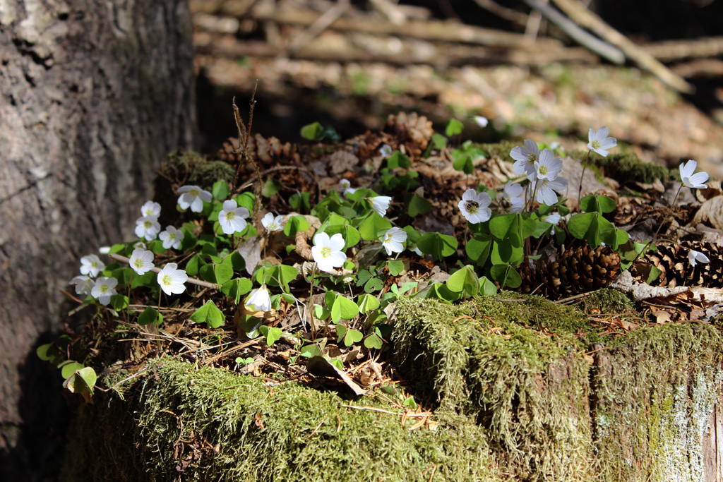 Natur arrangiert 