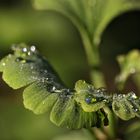 Natur atmet auf