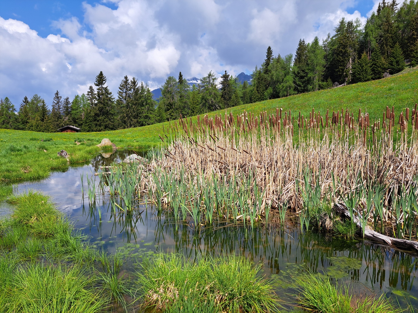 Natur auf 2000 Meter