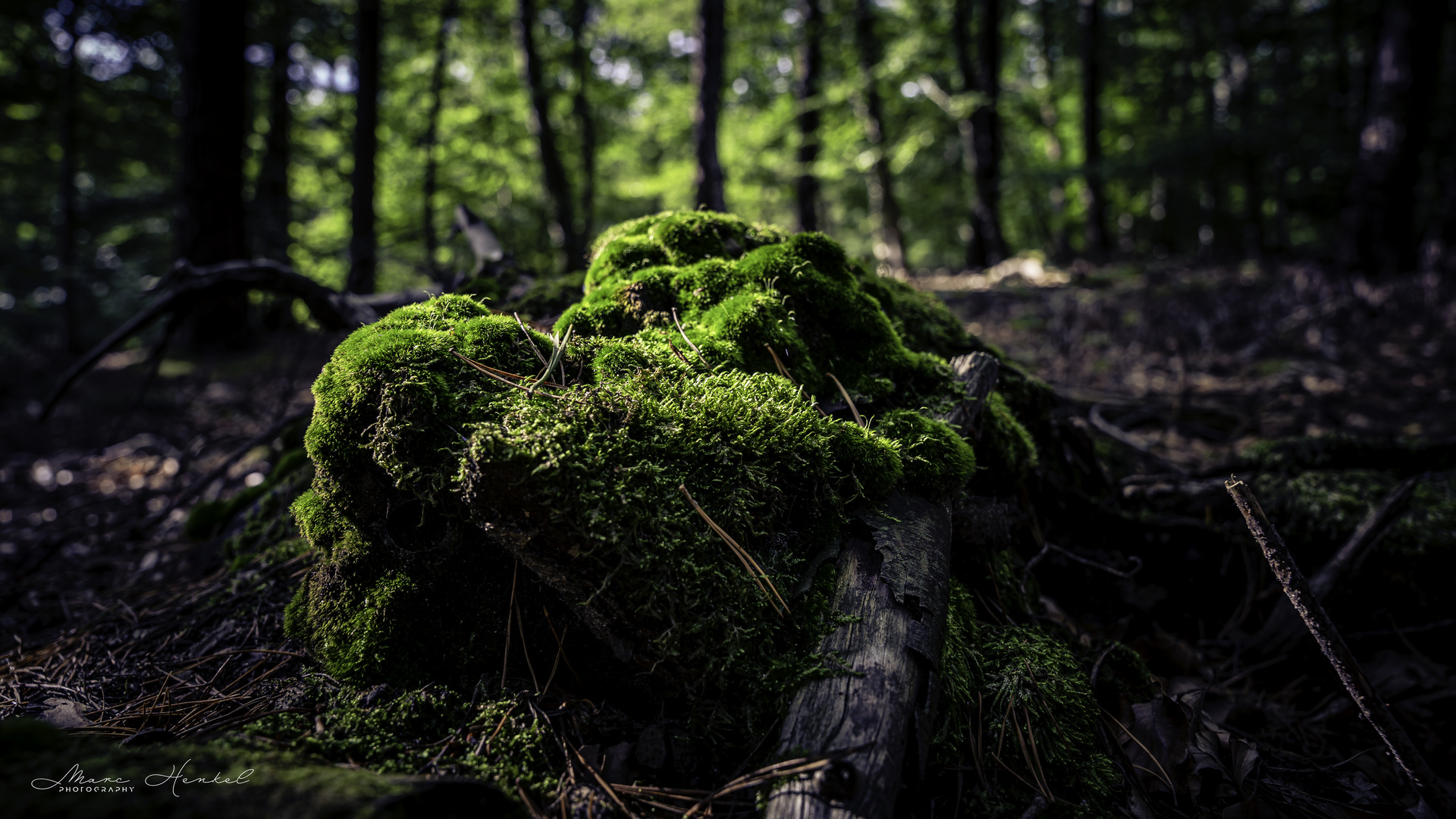 Natur auf Bodenniveau