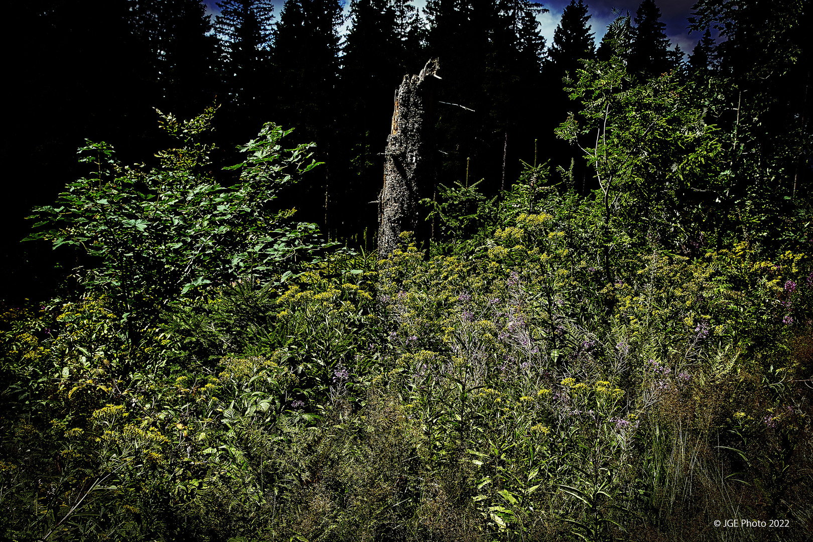 Natur auf dem Jägersteig Geniesserpfad Schluchsee