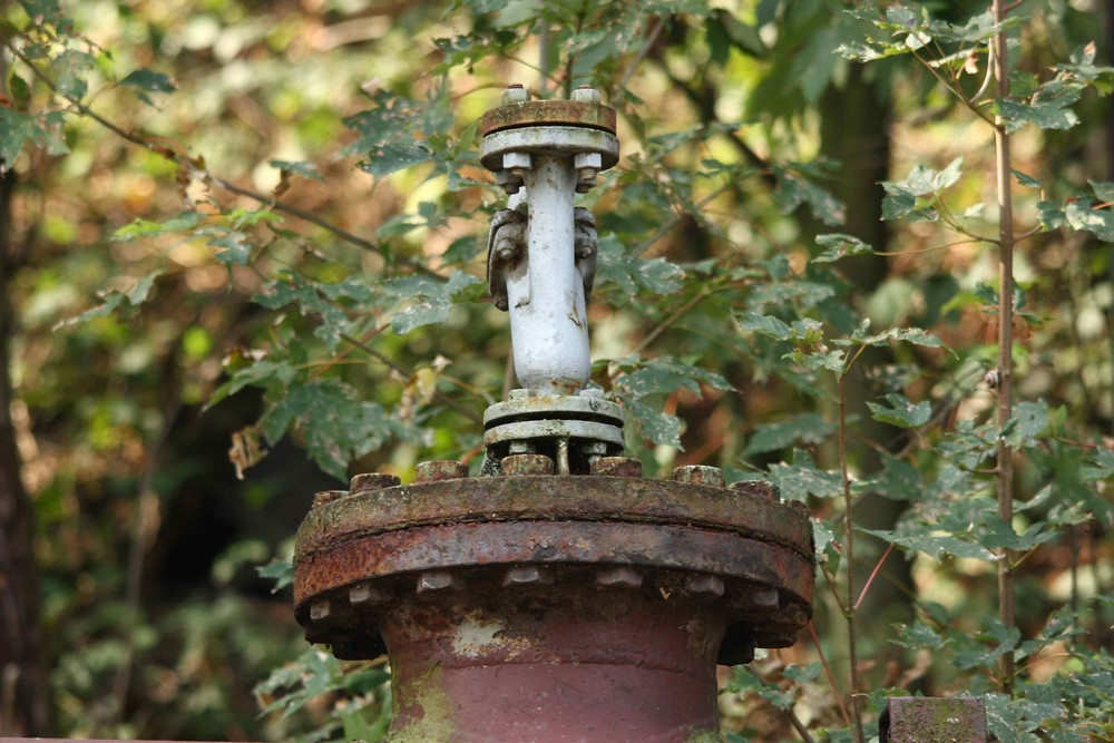 Natur auf dem Vormarsch