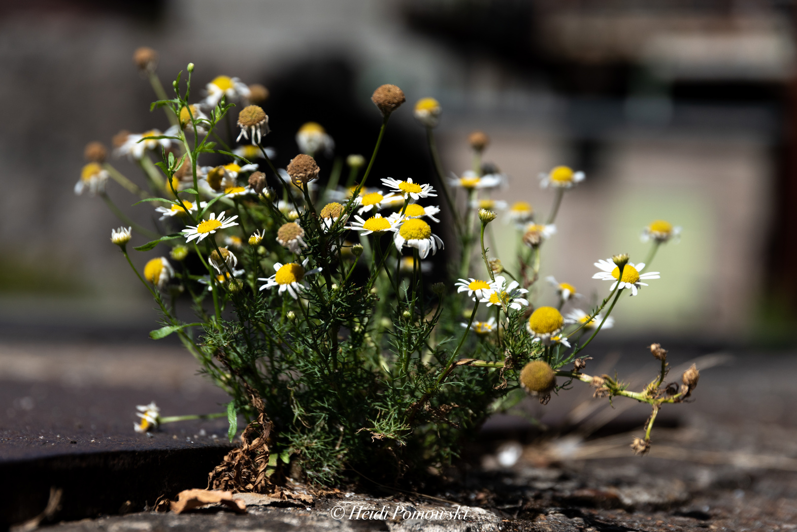 Natur auf dem Vormarsch