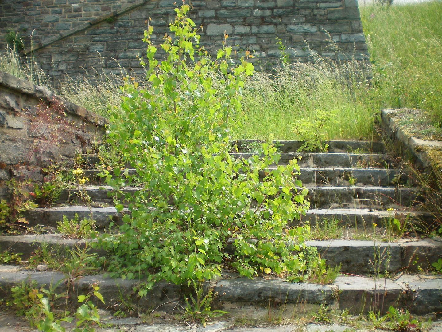 natur auf dem vormarsch