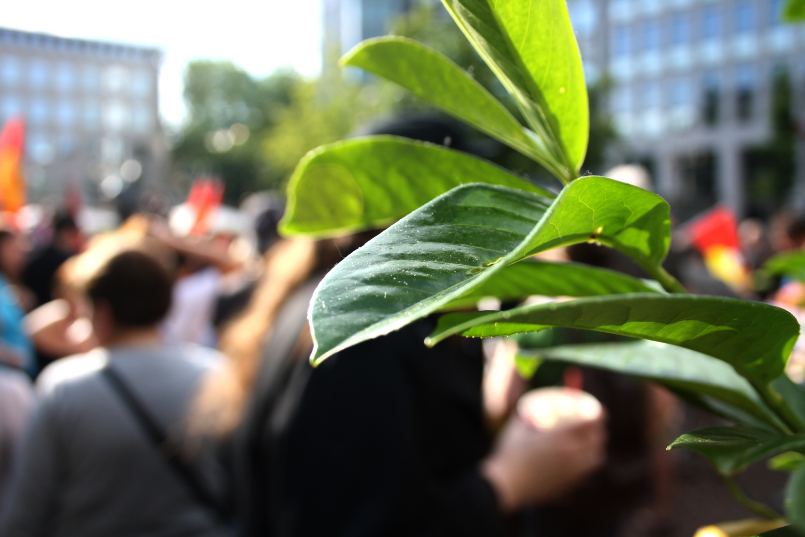 Natur auf der Gezi-Park Demo 17.06.13 in Bochum