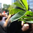 Natur auf der Gezi-Park Demo 17.06.13 in Bochum