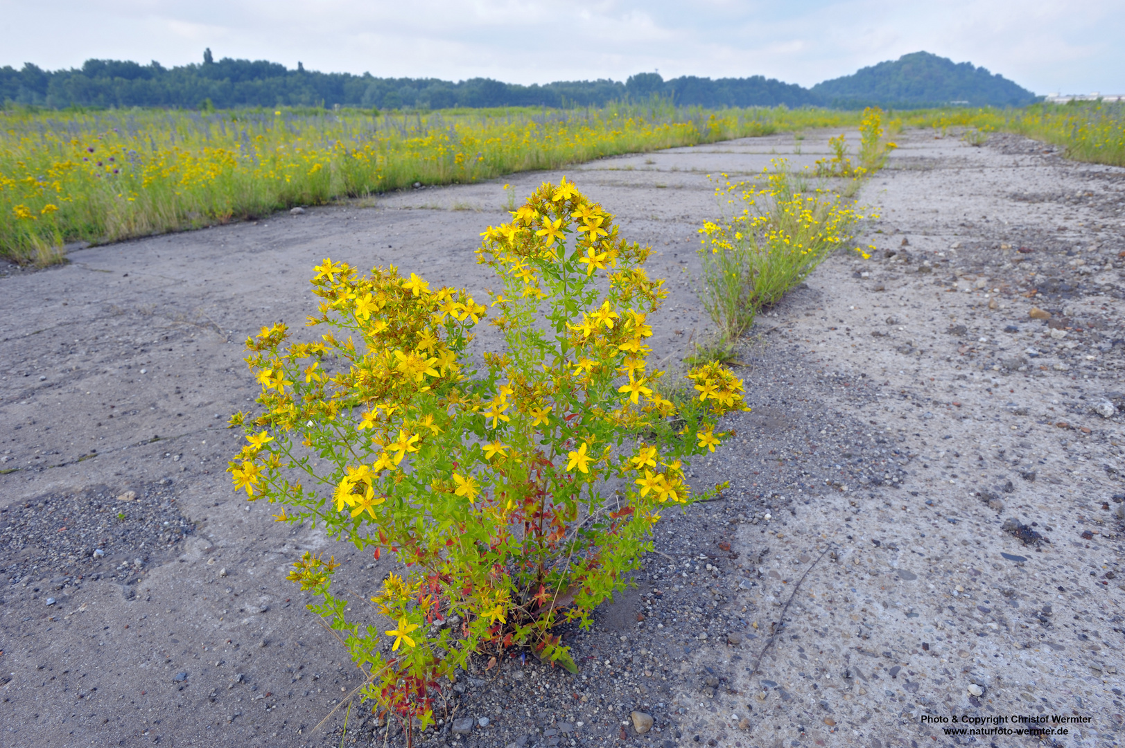 Natur auf einer Industriebrache 