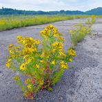 Natur auf einer Industriebrache 