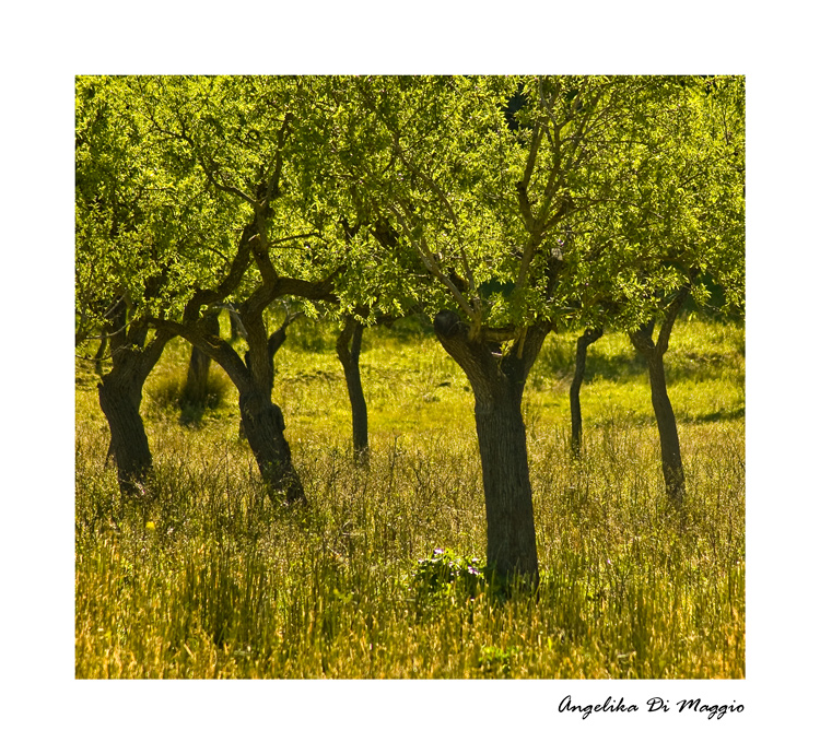 Natur auf Mallorca