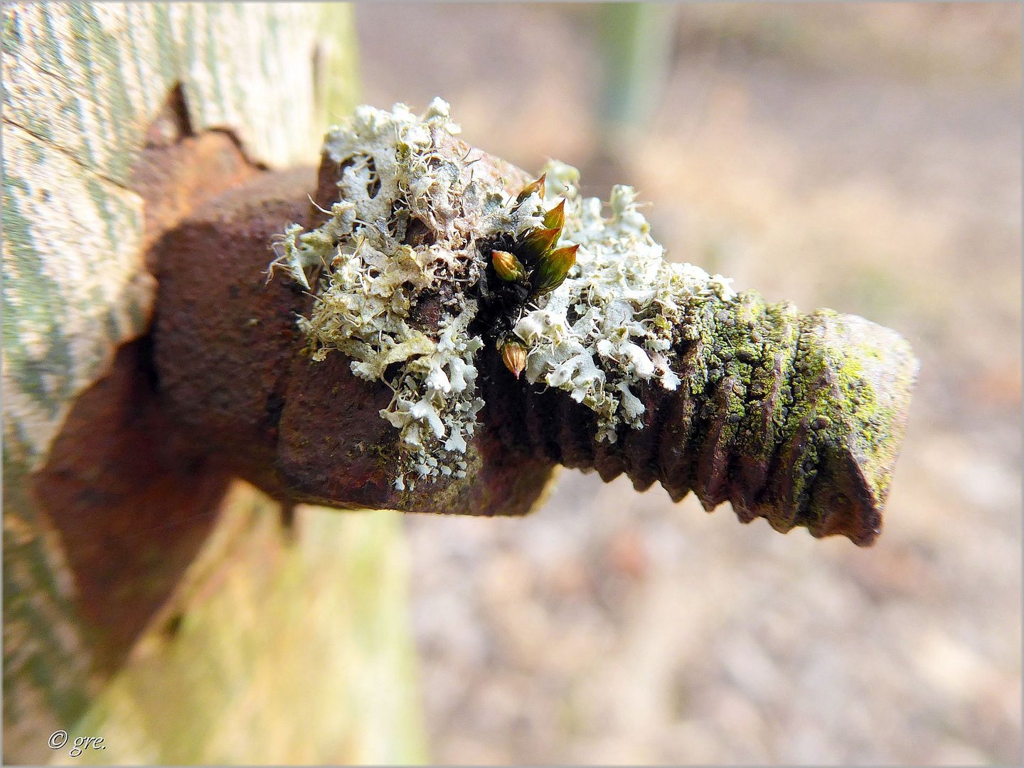 Natur auf Rost......