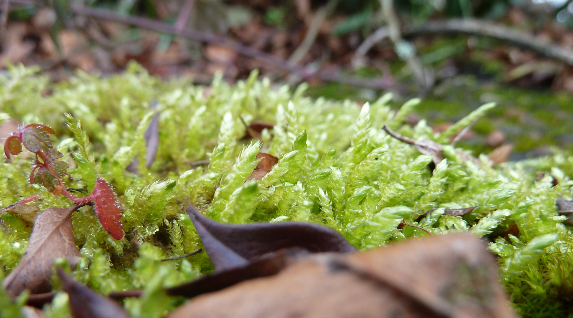 Natur aus der Nähe