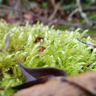 Natur aus der Nähe