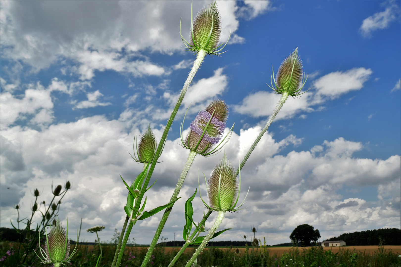 Natur