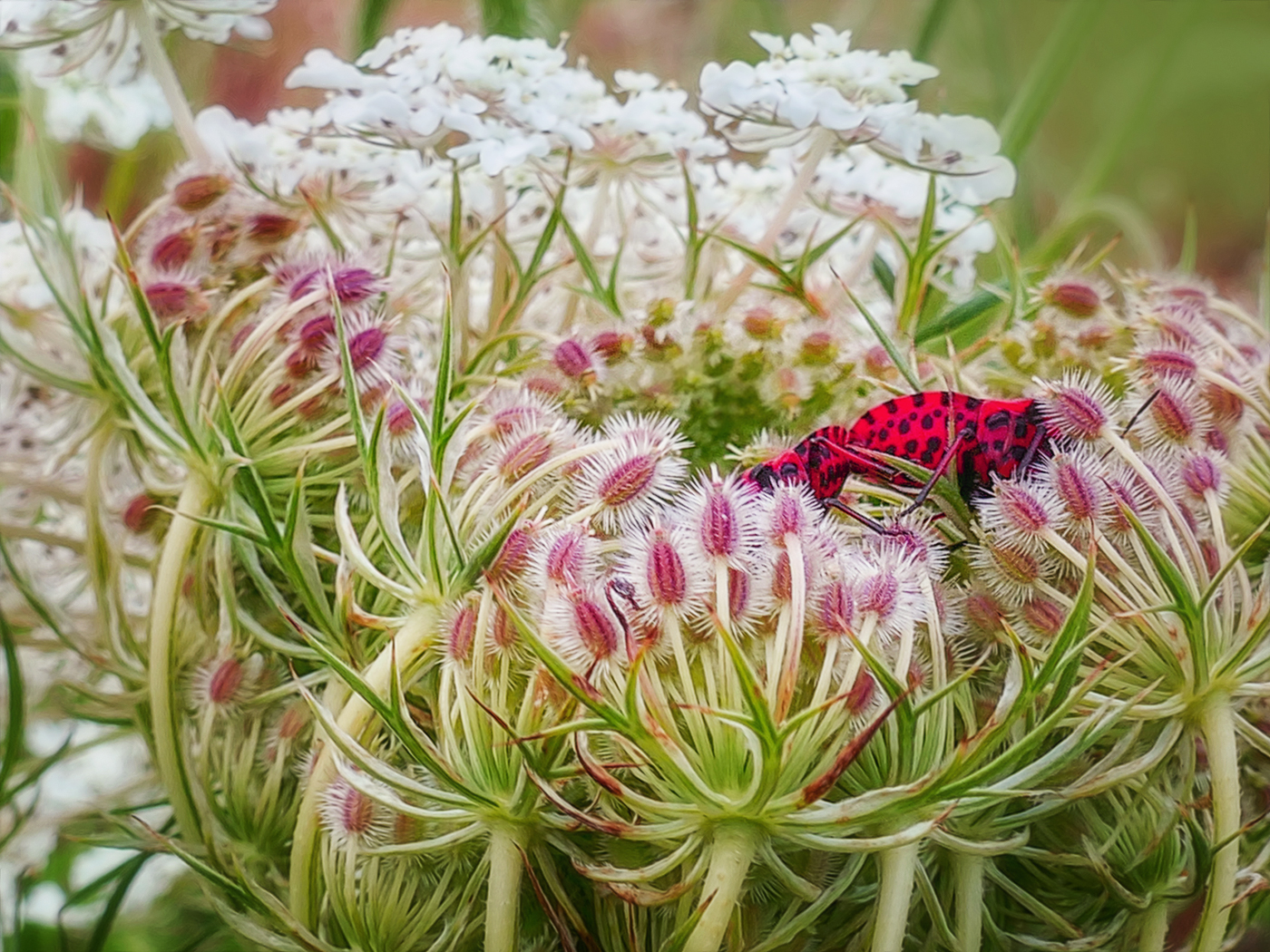 Natur