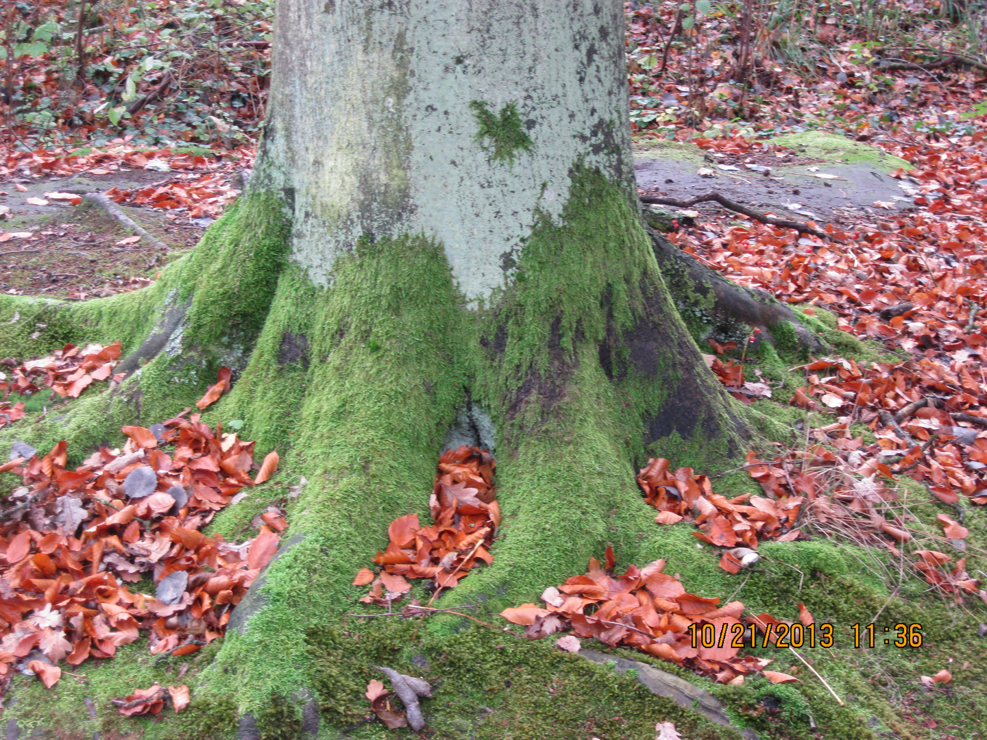 Natur bahnt sich ihren Weg !