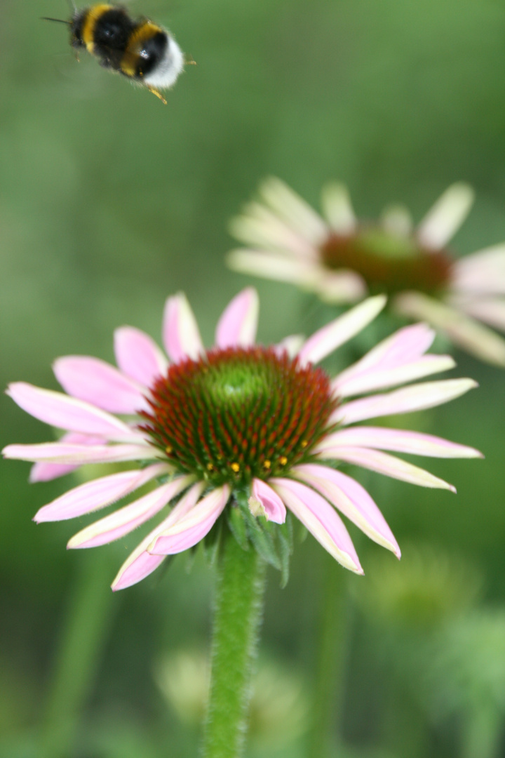 Natur bei der Arbeit