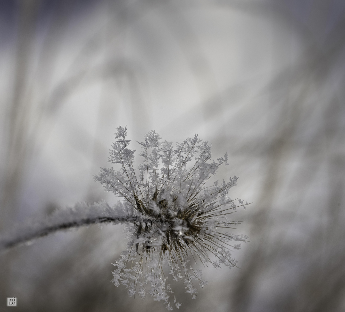 Natur bei minus 15 Grad