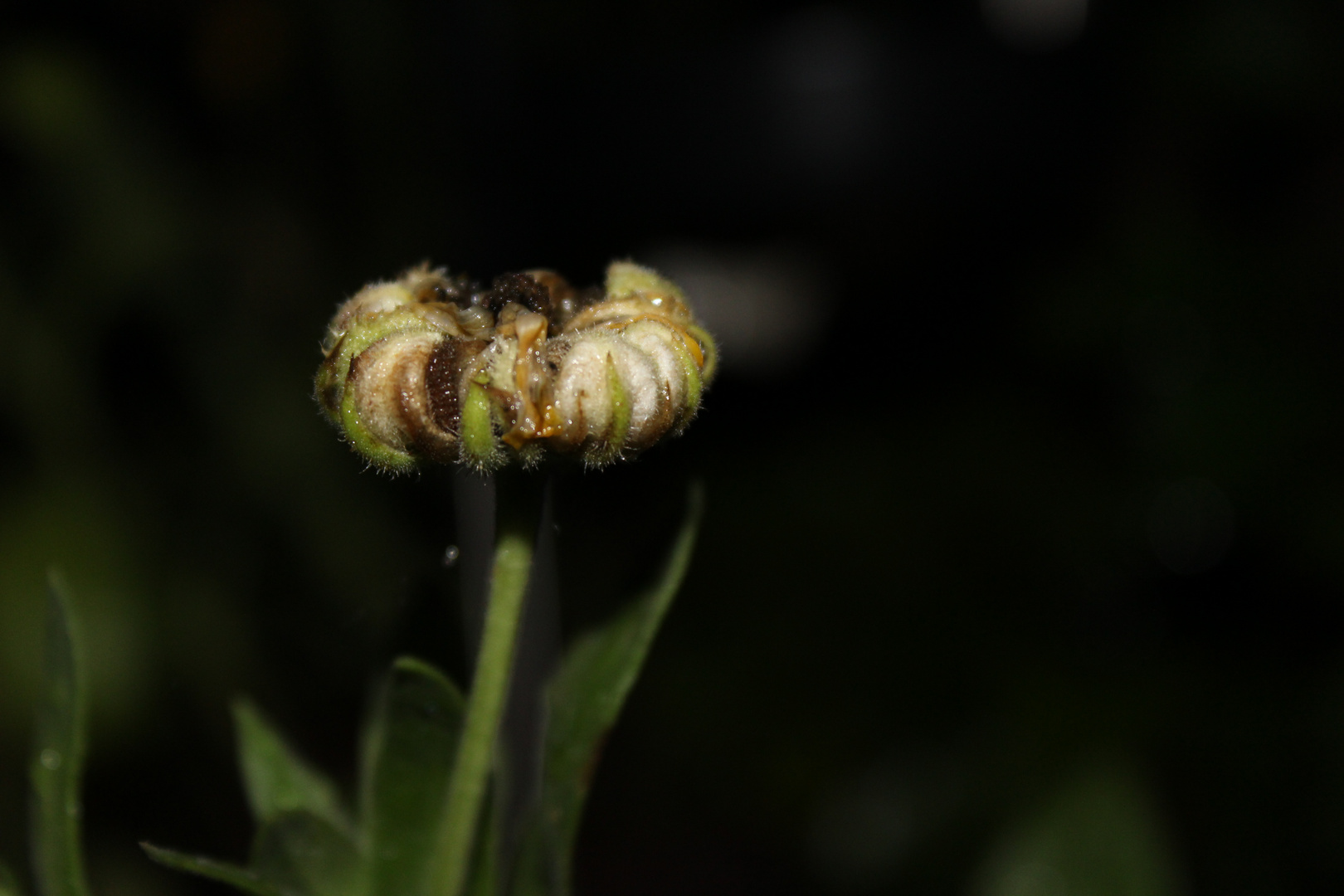 Natur bei Nacht