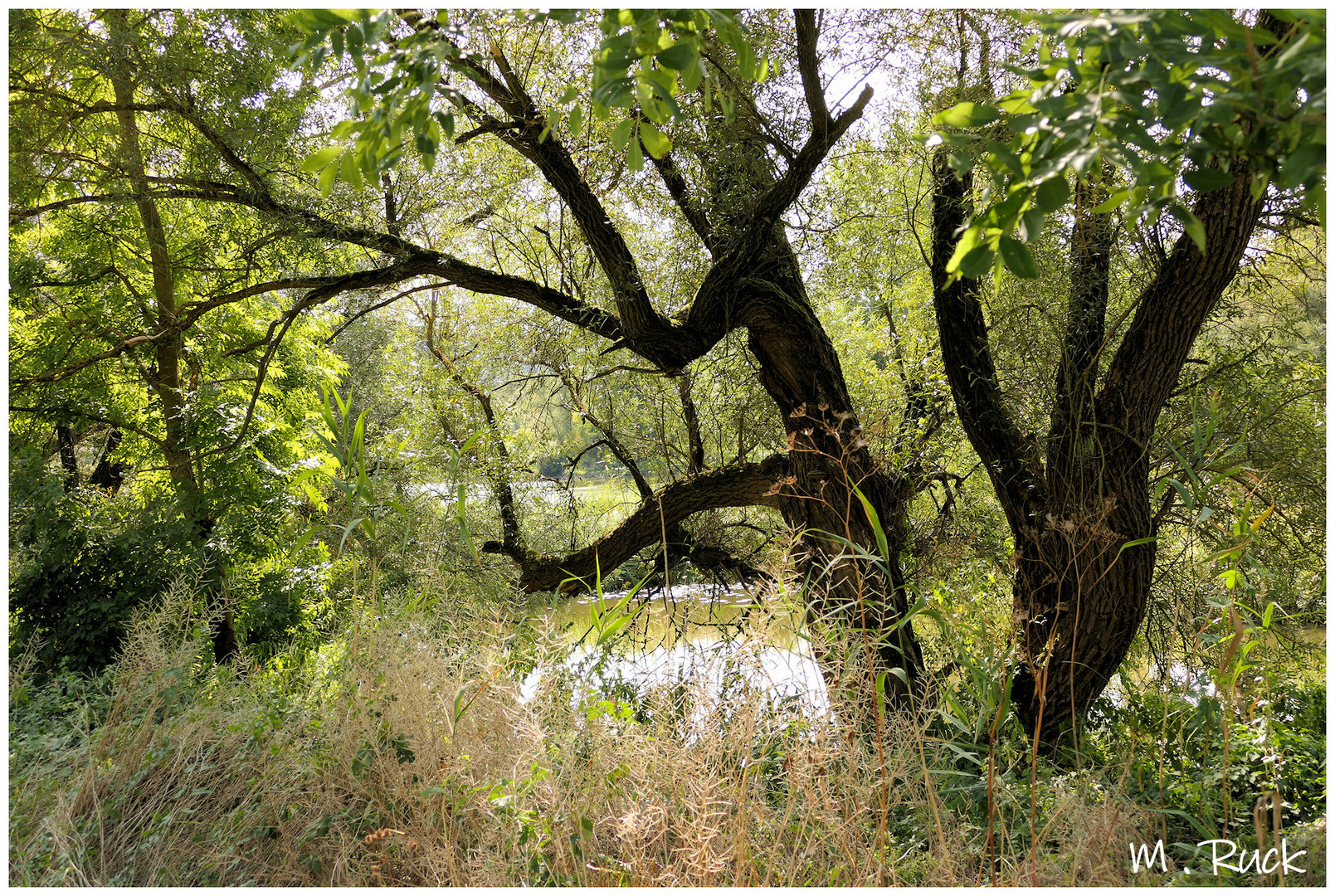 Natur belassene Landschaft am Fluss 