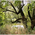 Natur belassene Landschaft am Fluss 