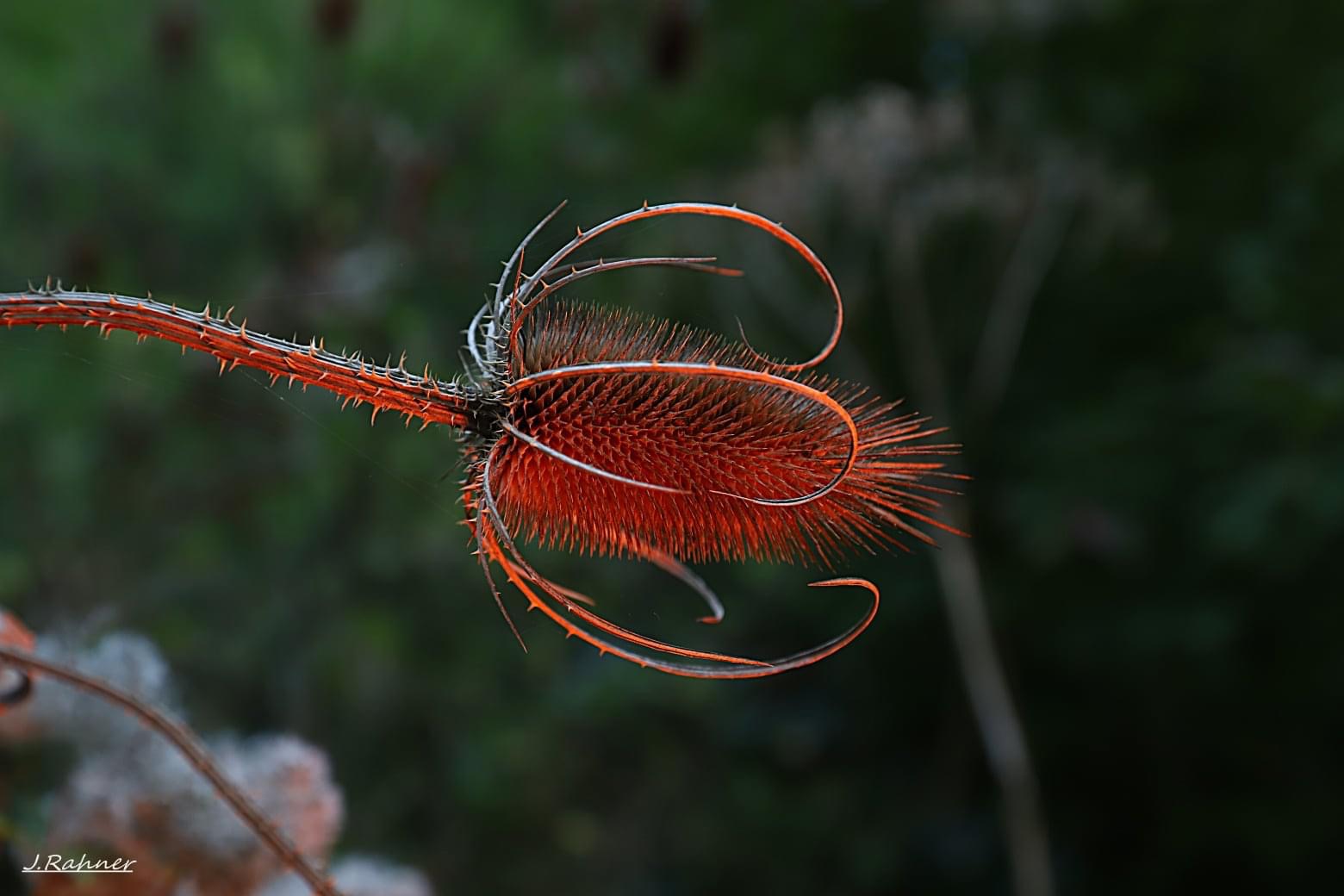  Natur beleuchtet 