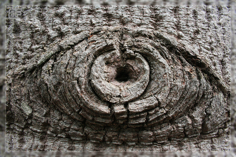 Natur beobachtet... von Burkhard Fürhoff