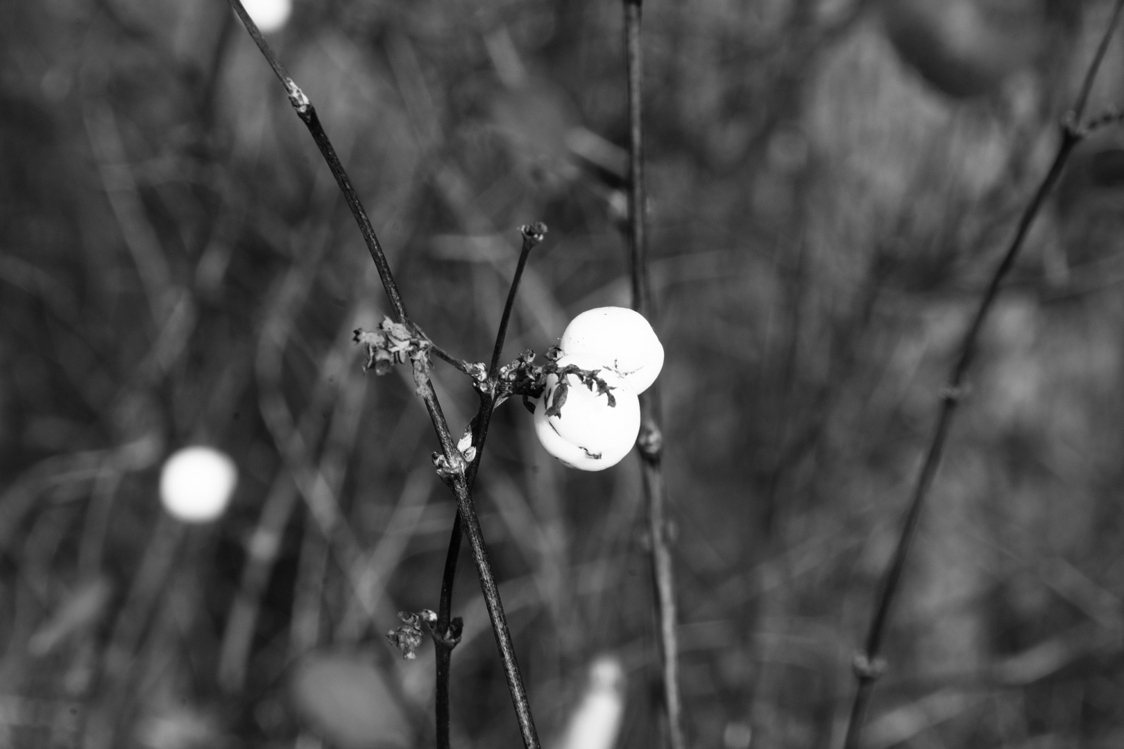 Natur / black & white