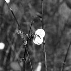 Natur / black & white