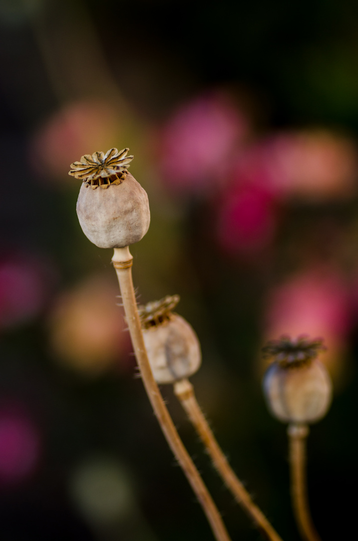 Natur Blüte Fruchtkapsel Mohn DSC_7756