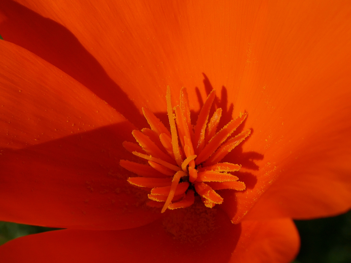 Natur - Blüte ganz nah