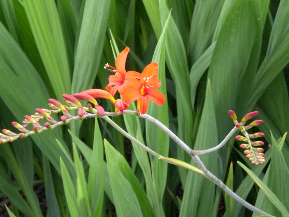 Natur-Blumen 3