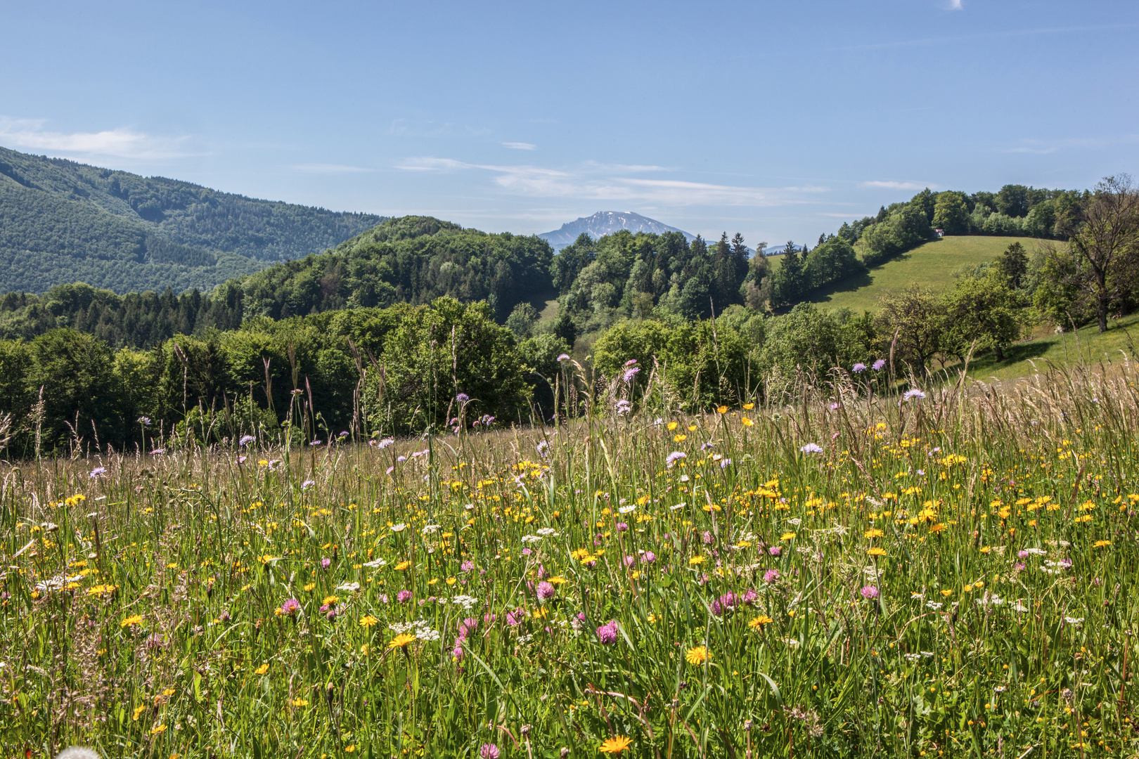 Natur Blumenwiese mit Ötscherblick