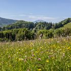 Natur Blumenwiese mit Ötscherblick