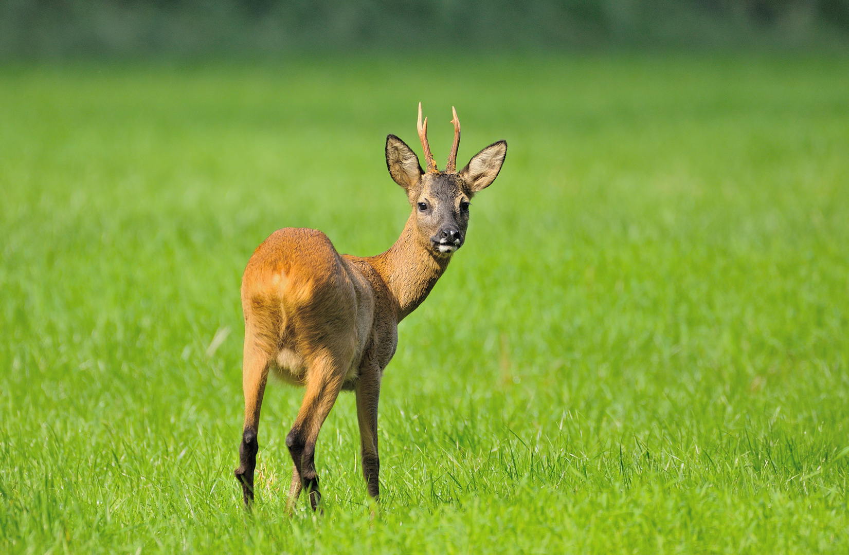 Natur - Bock