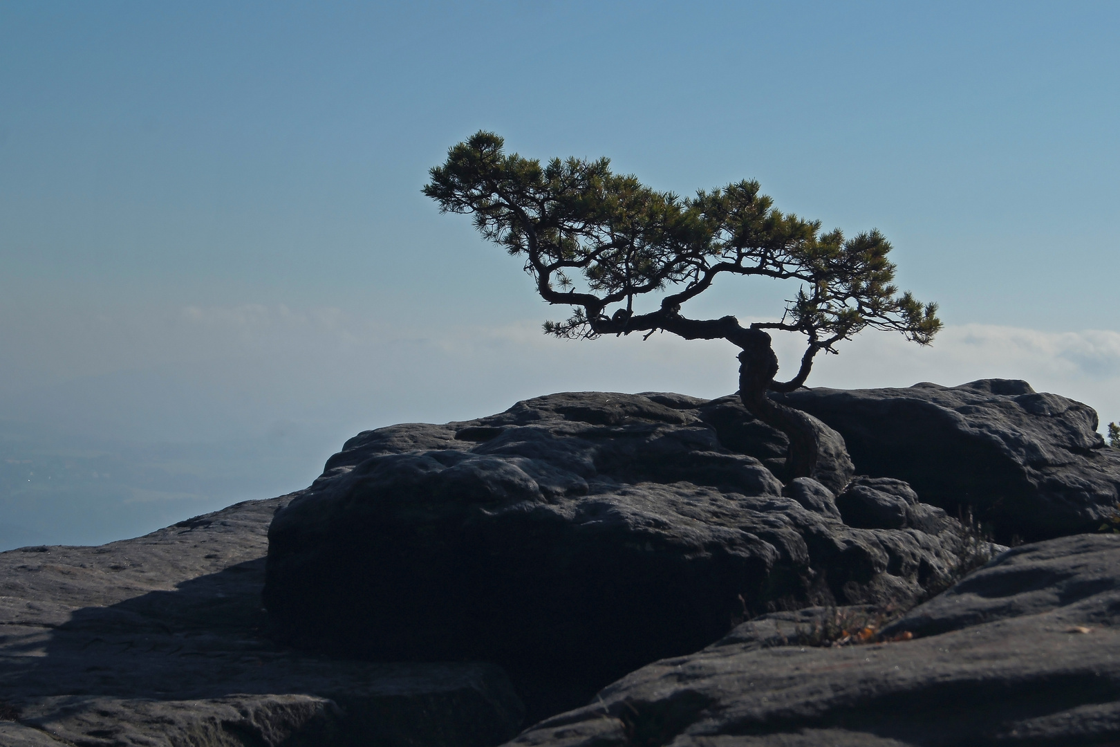 Natur-Bonsai